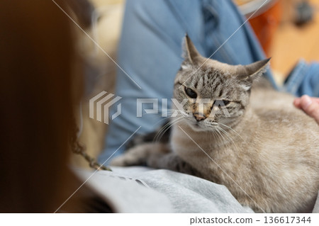 hold a cat 136617344