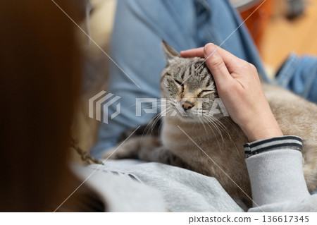 hold a cat 136617345