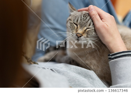 hold a cat 136617346