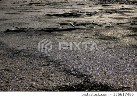 The beach and driftwood shining in the setting sun The beach and driftwood shining in the setting sun 136617496