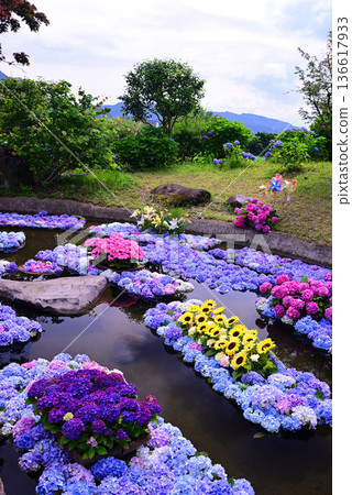 Colorful hydrangea pond 136617933