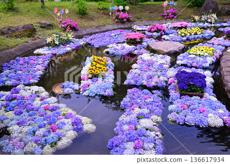 色彩繽紛的繡球花池塘 136617934