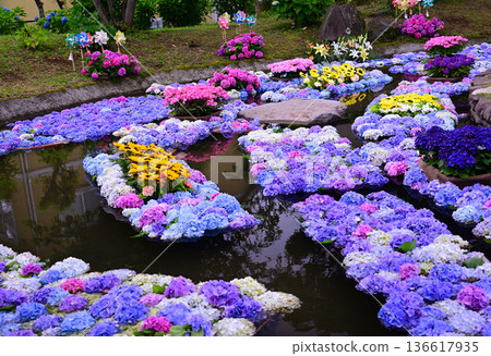 Colorful hydrangea pond Colorful hydrangea pond 136617935