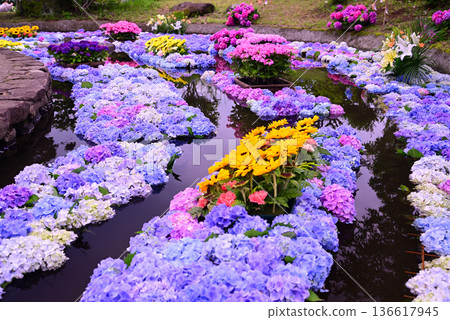 色彩繽紛的繡球花池塘 136617945