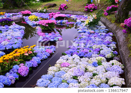 色彩繽紛的繡球花池塘 136617947