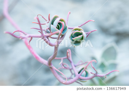 Pastel green and pink succulents 136617949