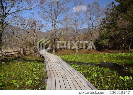 早春時節的箱根濕地花園,臭菘盛開。 早春時節的箱根濕地花園,臭菘盛開。 136618147