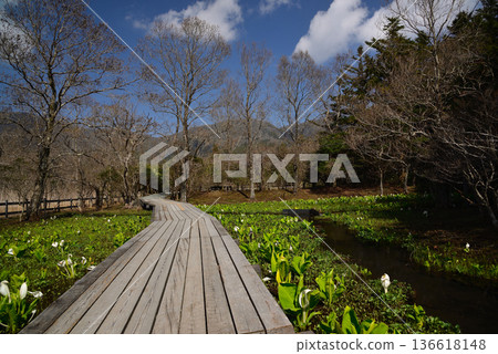早春時節的箱根濕地花園,臭菘盛開。 早春時節的箱根濕地花園,臭菘盛開。 136618148