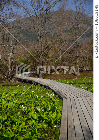 早春時節的箱根濕地花園,臭菘盛開。 早春時節的箱根濕地花園,臭菘盛開。 136618149