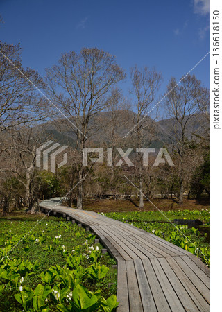 早春時節的箱根濕地花園,臭菘盛開。 早春時節的箱根濕地花園,臭菘盛開。 136618150