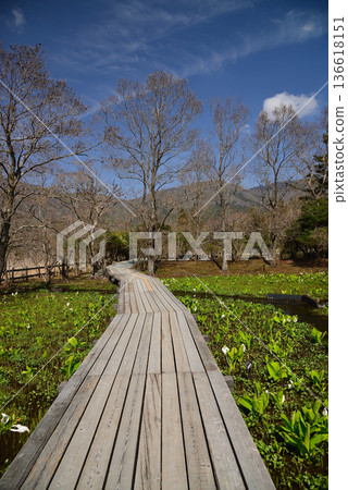 早春時節的箱根濕地花園,臭菘盛開。 早春時節的箱根濕地花園,臭菘盛開。 136618151