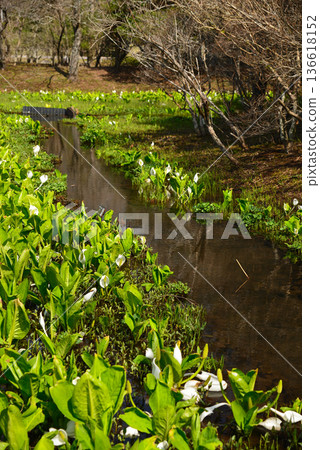 Hakone Wetlands Garden in early spring with skunk cabbage in bloom 136618152