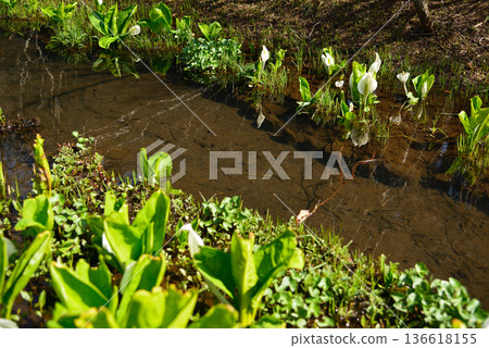 Hakone Wetlands Garden in early spring with skunk cabbage in bloom 136618155