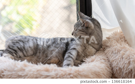 Relaxing cat, Sabatra cat 136618164