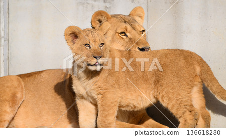Lion cub and mother 136618280