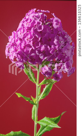 Richly textured violet petal clusters pop against vibrant crimson scene creating striking visual harmony Richly textured violet petal clusters pop against vibrant crimson scene creating striking visual harmony 136618325