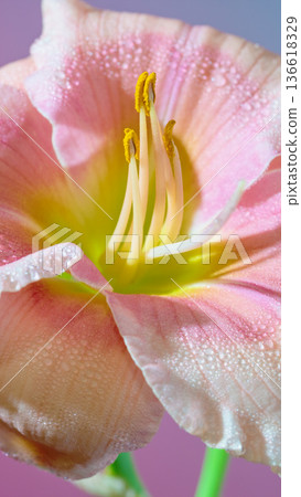 Soft illuminated dewcovered petals. Close representation of pink amaryllis with dew and fine details 136618329