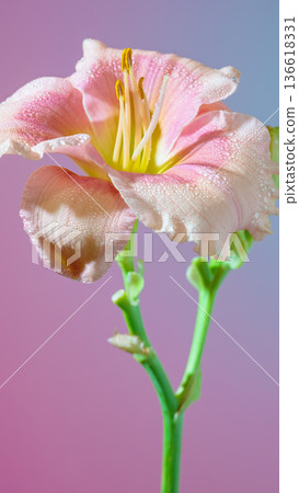 Pink amaryllis with vibrant details. Delicate amaryllis blossom highlighted against gradient backdrop 136618331