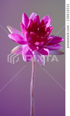 Quiet floral display. Serene lotus flower gracefully emerging on delicate stalk in subdued tones 136618332
