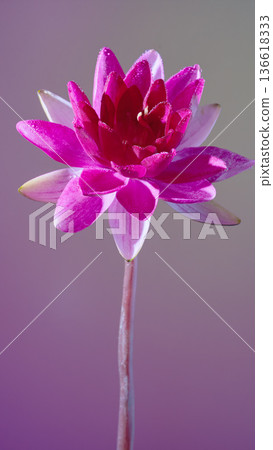 Graceful magenta blossom on calm background. Serene waterlily bud with soft lighting and minimal design Graceful magenta blossom on calm background. Serene waterlily bud with soft lighting and minimal design 136618333