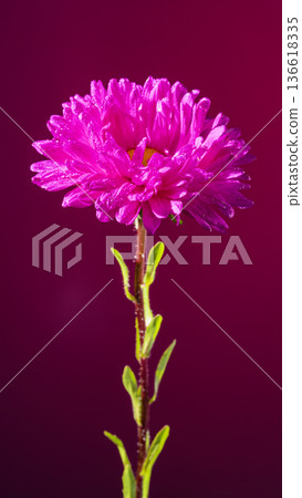 Solitary pink aster flower with layered petals and vibrant colors captured under studio lighting 136618335
