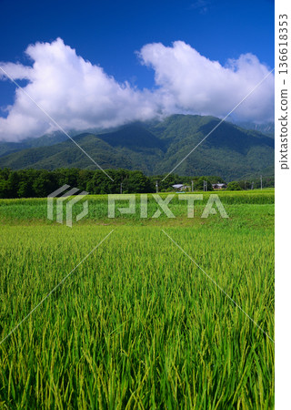 夏季農村風光 夏季農村風光 136618353