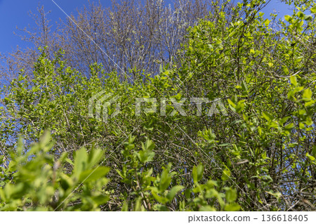 green foliage on the shrub in the spring season, green new beautiful leaves on the shrub in the spring season in sunny, warm weather 136618405