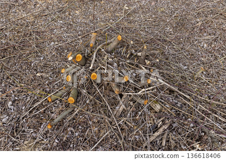 yellow stumps after deforestation and logging, a clearing with stumps after logging and clearing the territory in the forest in the spring season 136618406
