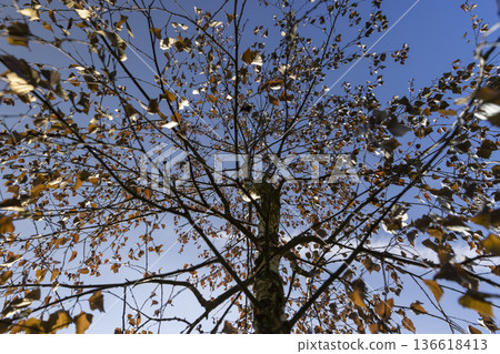 Red foliage on deciduous birch against a clear blue sky in sunny spring weather, beautiful spring red birch foliage, bottom view 136618413