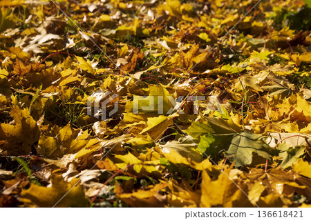 the yellow and orange foliage of maple trees brightly illuminated by sunlight after falling to the ground, sunrise in the park in autumn, beautiful autumn nature in the sunlight the yellow and orange foliage of maple trees brightly illuminated by sunlight after falling to the ground, sunrise in the park in autumn, beautiful autumn nature in the sunlight 136618421