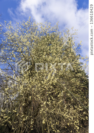 a willow tree with lush flowers in the spring season in sunny weather, a willow tree with lots of lush yellow fluffy flowers in the sunshine in the spring season a willow tree with lush flowers in the spring season in sunny weather, a willow tree with lots of lush yellow fluffy flowers in the sunshine in the spring season 136618429