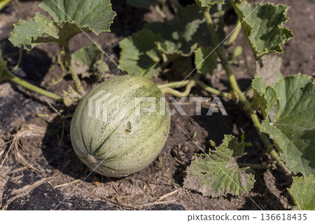 a small green melon fruit in a cold climate in the open ground without a greenhouse, growing thermophilic plants in a cold climate in Europe, the fruit is small and grows in the field a small green melon fruit in a cold climate in the open ground without a greenhouse, growing thermophilic plants in a cold climate in Europe, the fruit is small and grows in the field 136618435