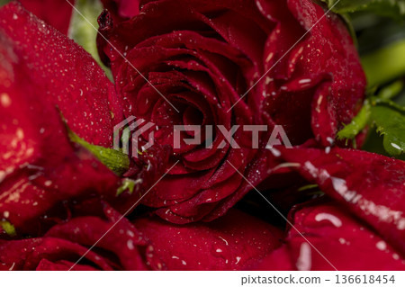 wet red roses cut for decoration , fragrant red roses covered with drops of water 136618454