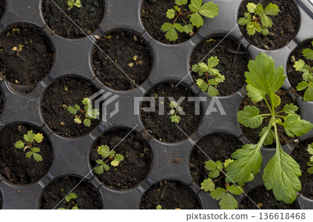 small green fresh strawberry or wild strawberry sprouts grown in a plastic tray with fertile soil for seedlings, filled with strawberry seedlings for planting in the spring in the field 136618468