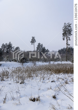 winter landscape with mixed forest and swamp covered with snow and snowdrifts, beautiful winter nature after a snowfall with snowdrifts and deciduous and coniferous trees winter landscape with mixed forest and swamp covered with snow and snowdrifts, beautiful winter nature after a snowfall with snowdrifts and deciduous and coniferous trees 136618476