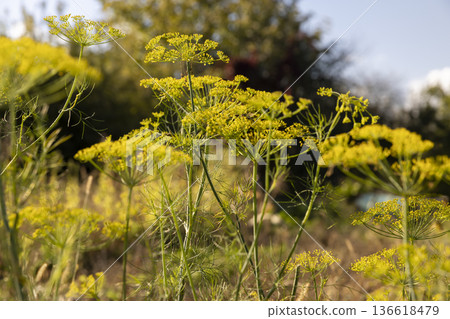 green unripe dill seeds in the autumn season in sunny, clear weather, a large number of dill plants to obtain seeds for the future harvest green unripe dill seeds in the autumn season in sunny, clear weather, a large number of dill plants to obtain seeds for the future harvest 136618479