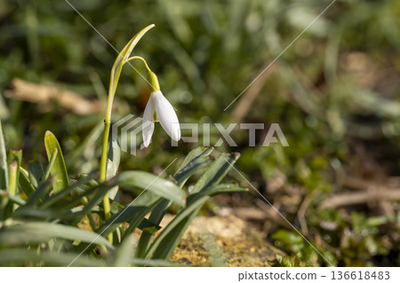 the last flowers of white snowdrops in the spring season, the last flowers of snowdrops at the time of blooming and drying in nature the last flowers of white snowdrops in the spring season, the last flowers of snowdrops at the time of blooming and drying in nature 136618483