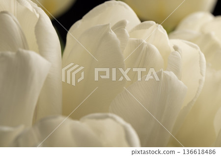 beautiful white flowers tulips collected in a gift bouquet for a holiday on a black background 136618486