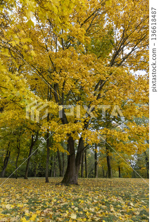 cloudy windy weather in the park in the autumn season, deciduous maple trees with foliage due to strong wind and leaf fall in cloudy weather without sunlight 136618487