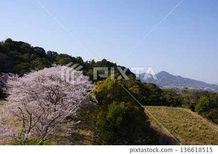 兵庫縣洲本市阿由屋水壩公園的櫻花盛開 136618515