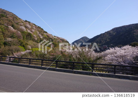View of Ayuyagawa Dam from Ayuyume Bridge during cherry blossom season in Sumoto City, Hyogo Prefecture 136618519