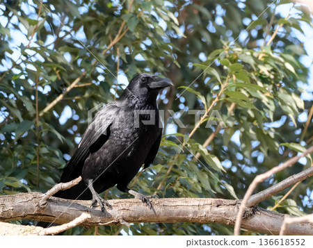 Hermopotus玻璃 136618552