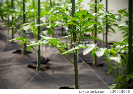 Greenhouse tomato plants supported by strings and stakes 136618606