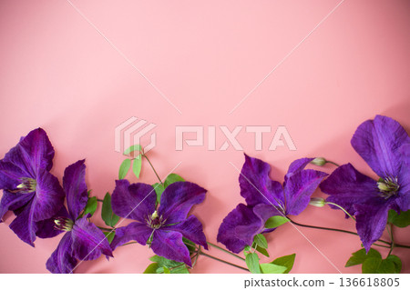 blooming clematis isolated top view on congratulatory pink background blooming clematis isolated top view on congratulatory pink background 136618805