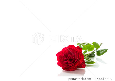 Minimalistic composition with red rose isolated Minimalistic composition with red rose isolated 136618809