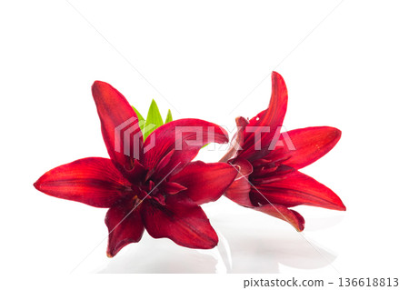 Two large red lilies on white background 136618813
