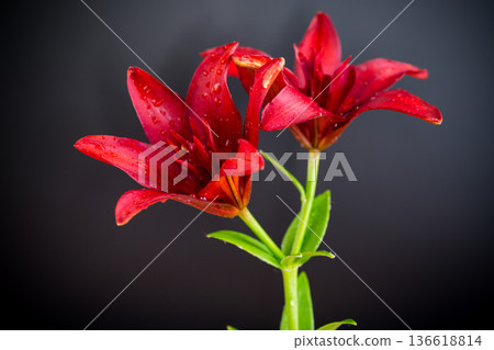 Floral botanical drawing of red lilies on black background 136618814