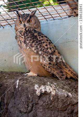 Beautiful owl 136618841