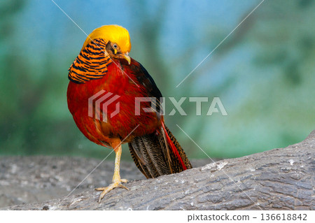 Golden pheasant on a close-up branch 136618842