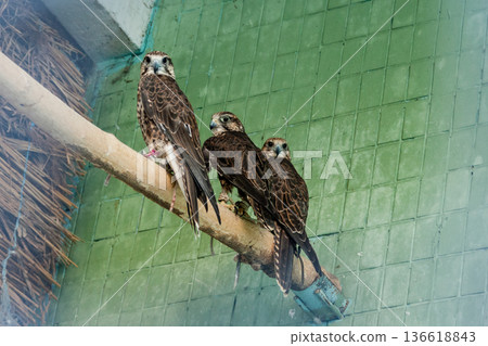 An eagle and a falcon sit on a close-up branch 136618843